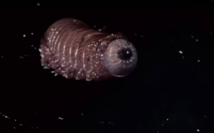 Обзор фильма ужасов «Черви»/Squirm 1976