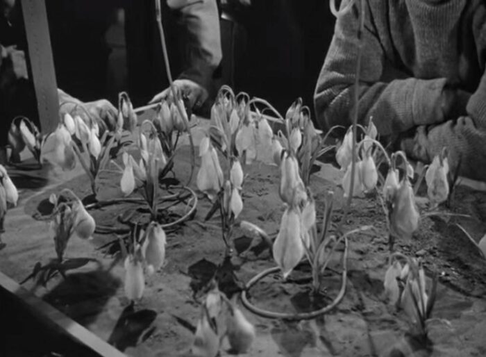 Обзор фильма ужасов «Нечто»/The Thing 1951